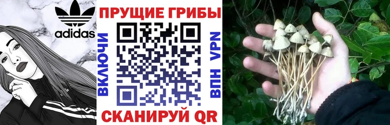 цены наркотик  Вольск  Галлюциногенные грибы Cubensis 